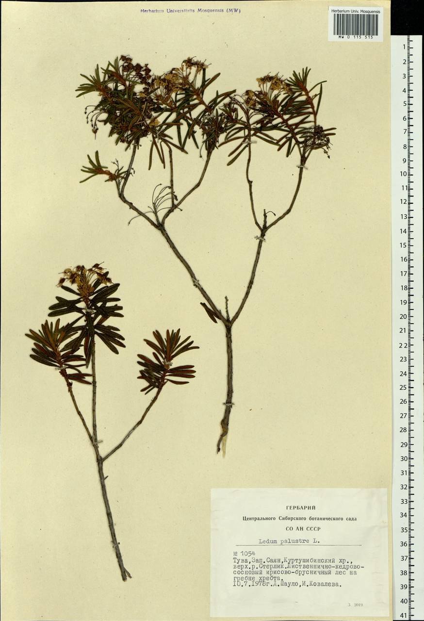 Побеги багульника болотного гербарий