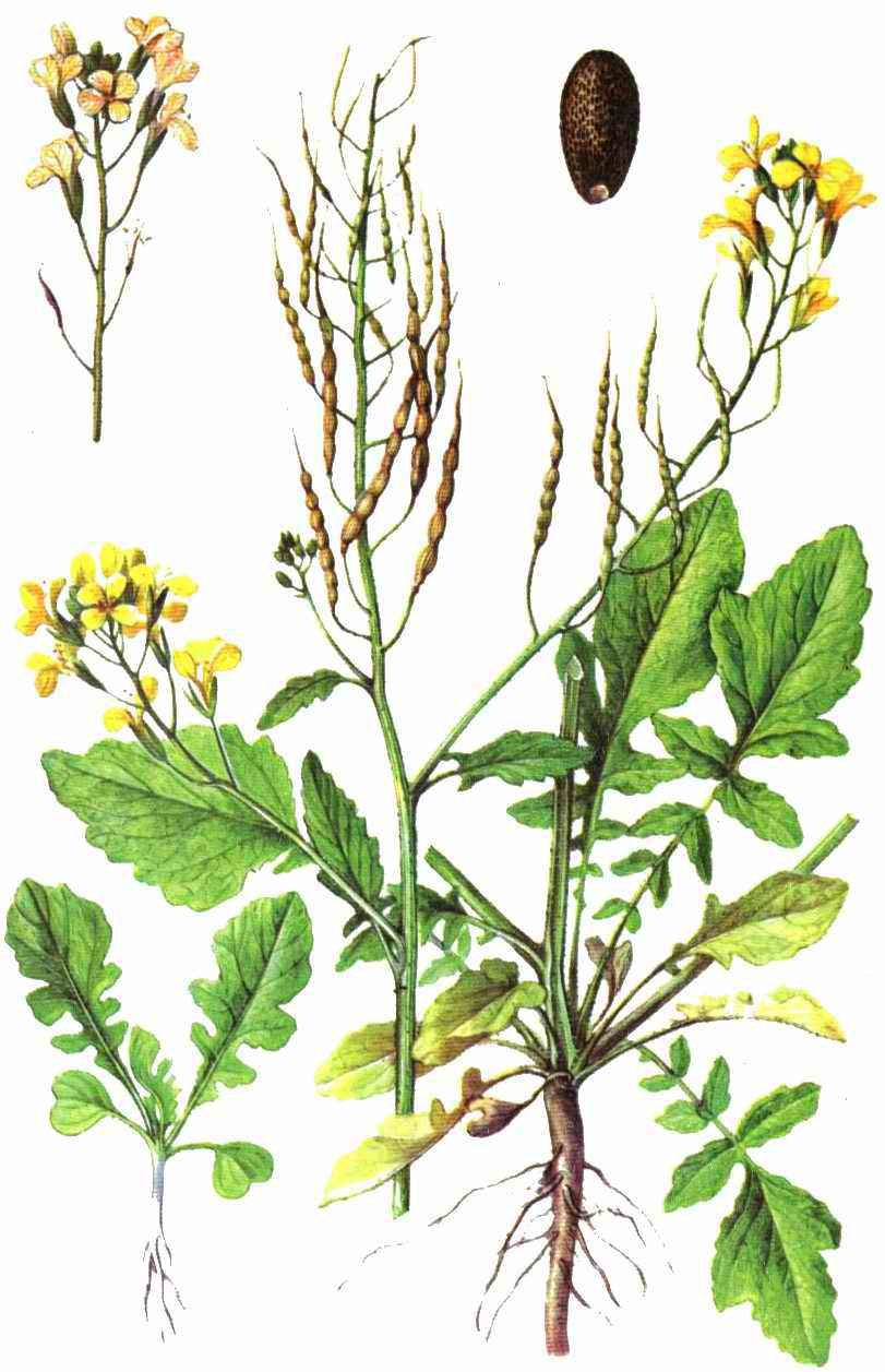 Редька Дикая (Raphanus raphanistrum)