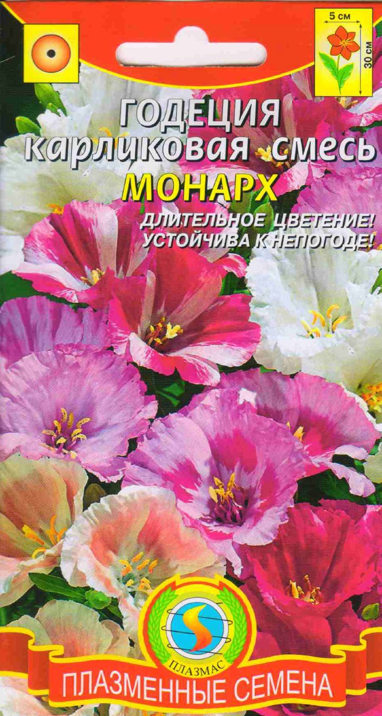 Годеция грандифлора