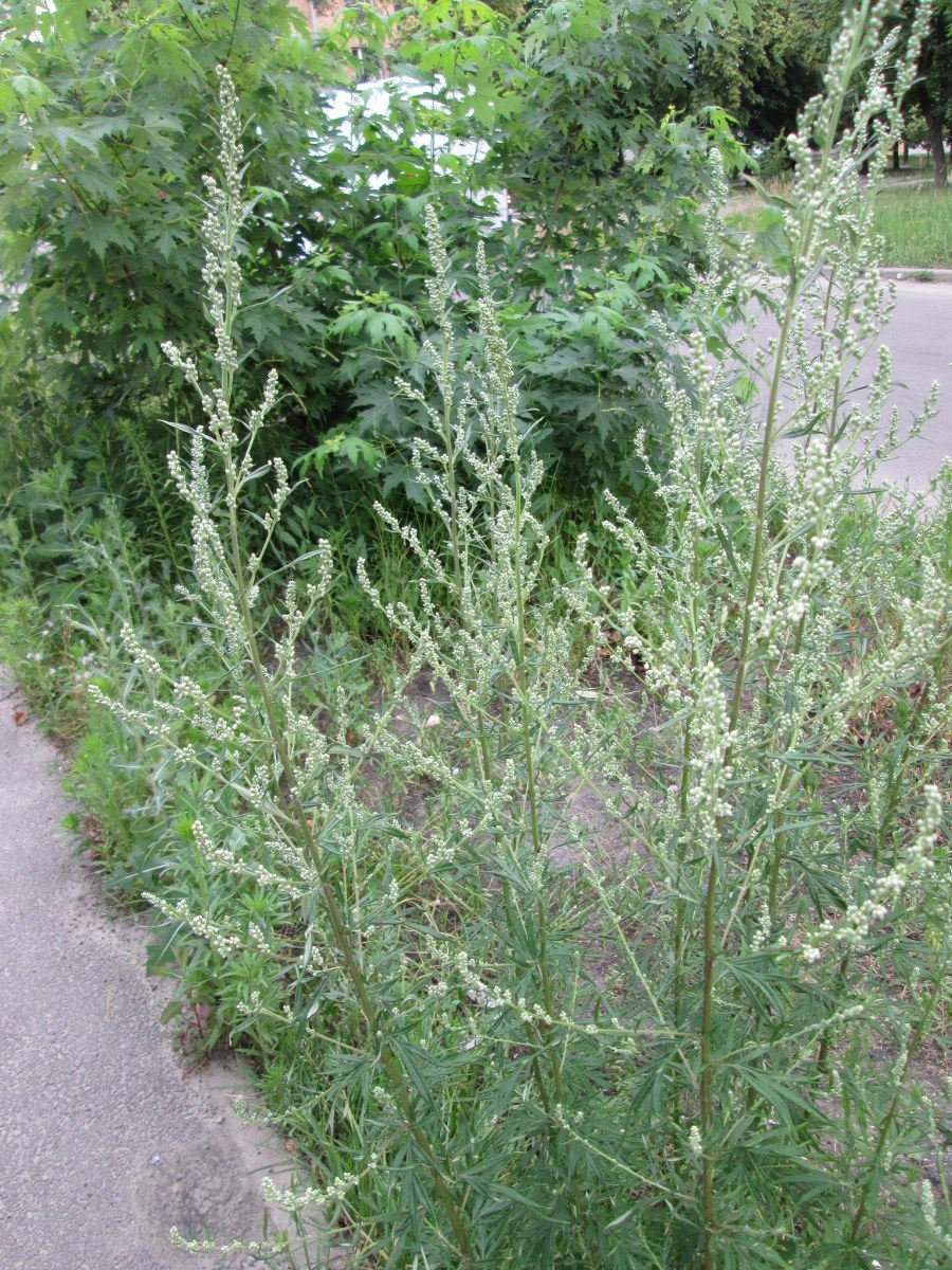 Полынь горькая (Artemísia absínthium).