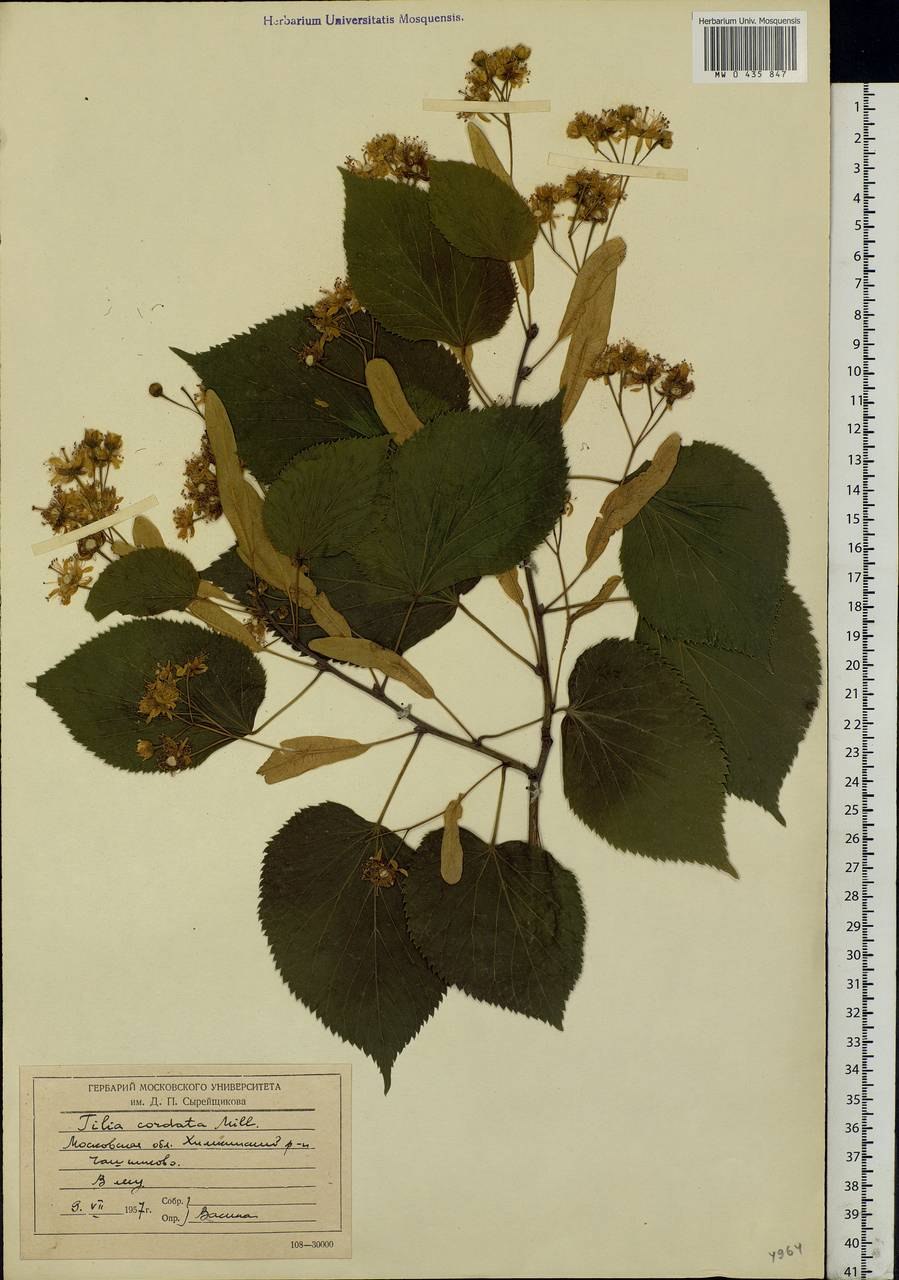 Ромашки аптечной цветки ЛРС