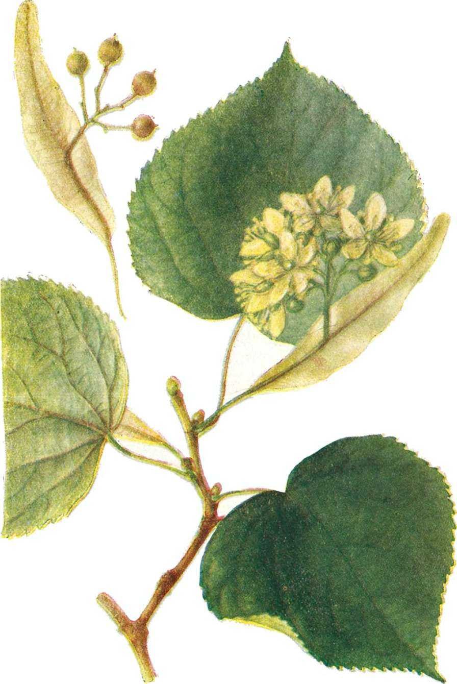 Листья и соцветия липы