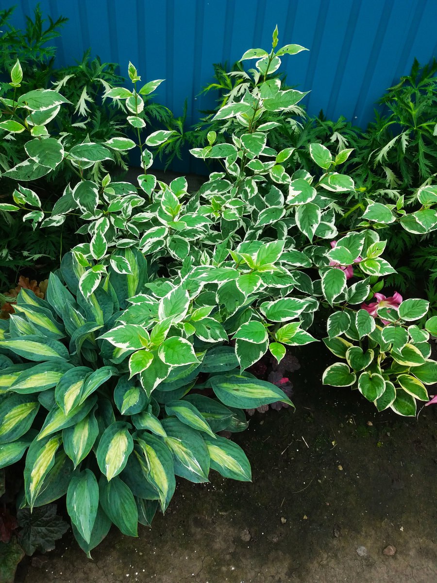 Сныть белоокаймленная