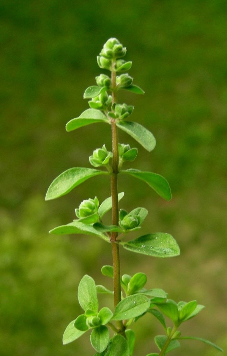 Origanum Majorana (майоран)