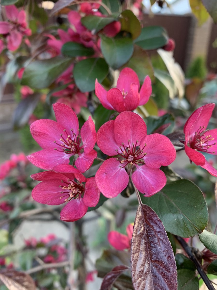 Яблоня декоративная Рудольф