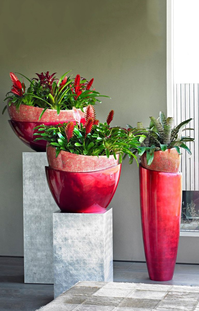 Орхидея фаленопсис суккулент