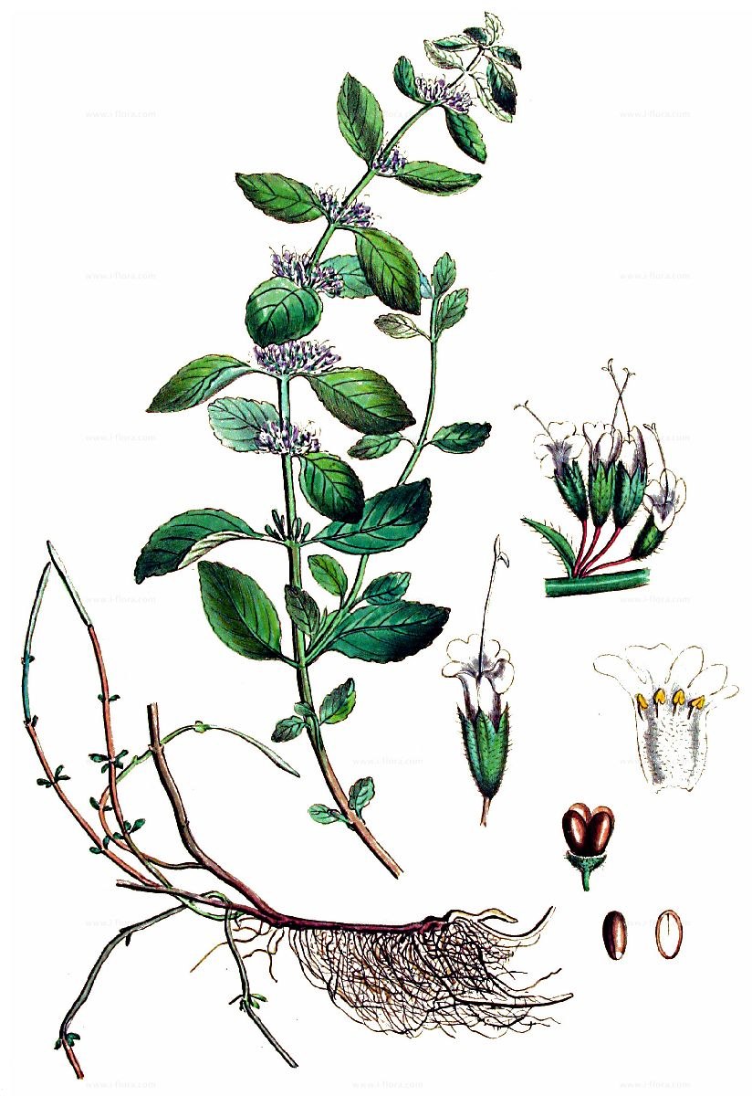 Шалфей Луговой