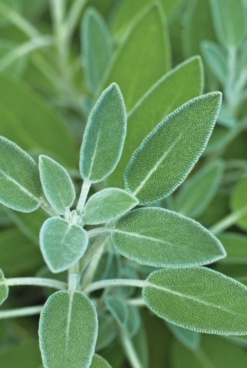 Шалфей лекарственный Sage