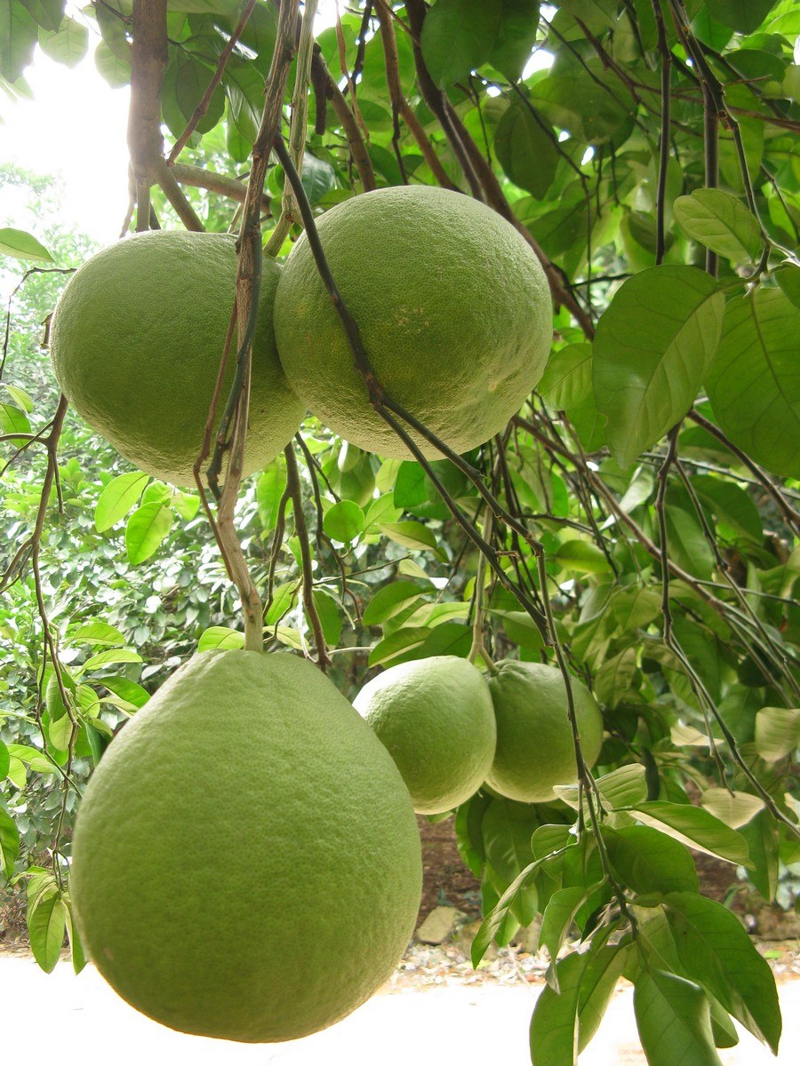 Памела цитрус