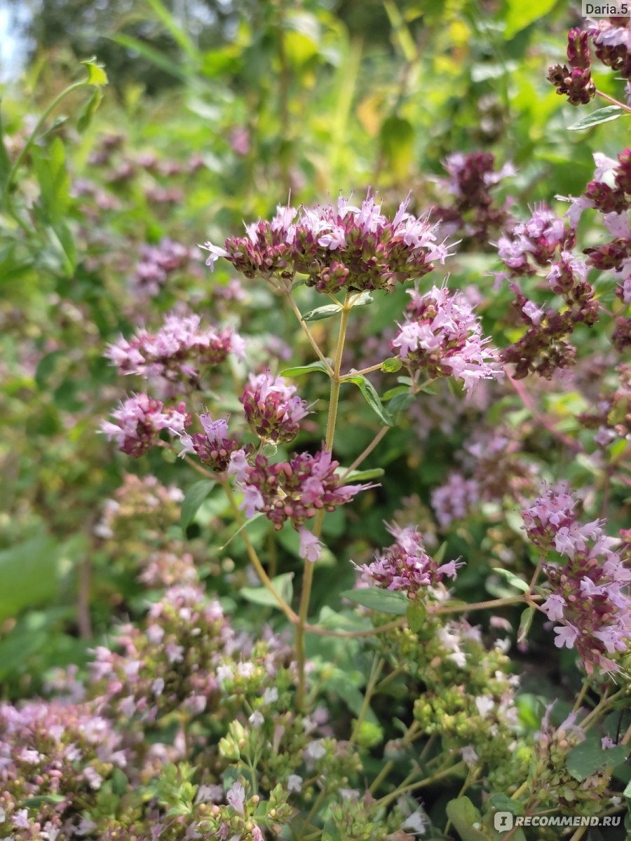 Душица Крымская