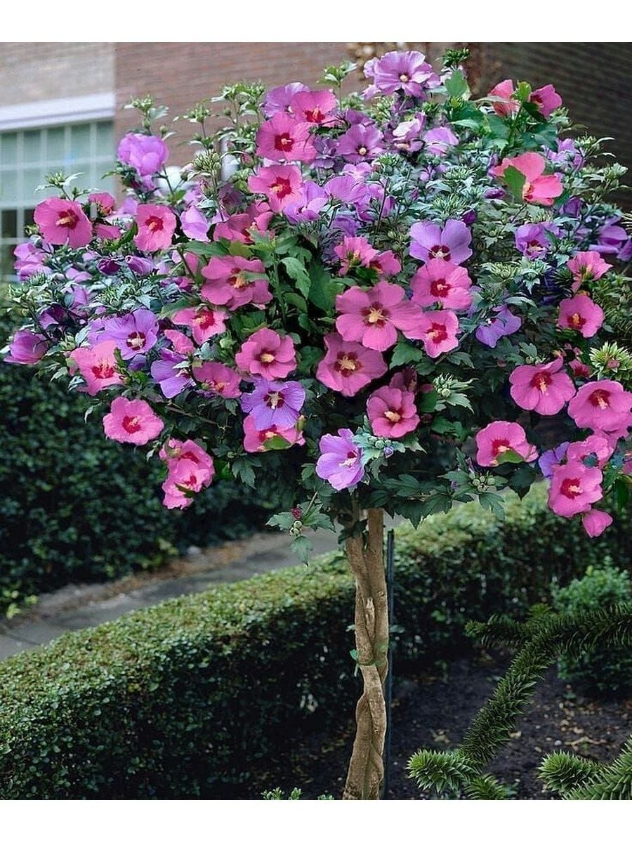 Гибискус сирийский