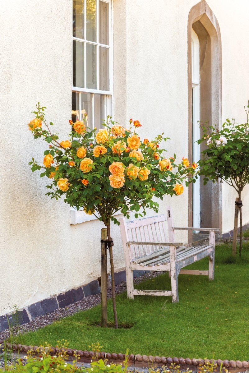 Розы Дэвида Остина на штамбе