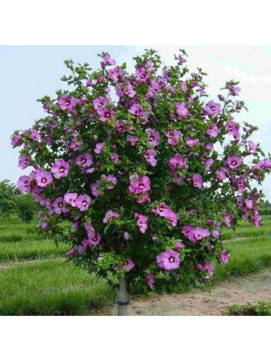 Гибискусы сирийские древовидные