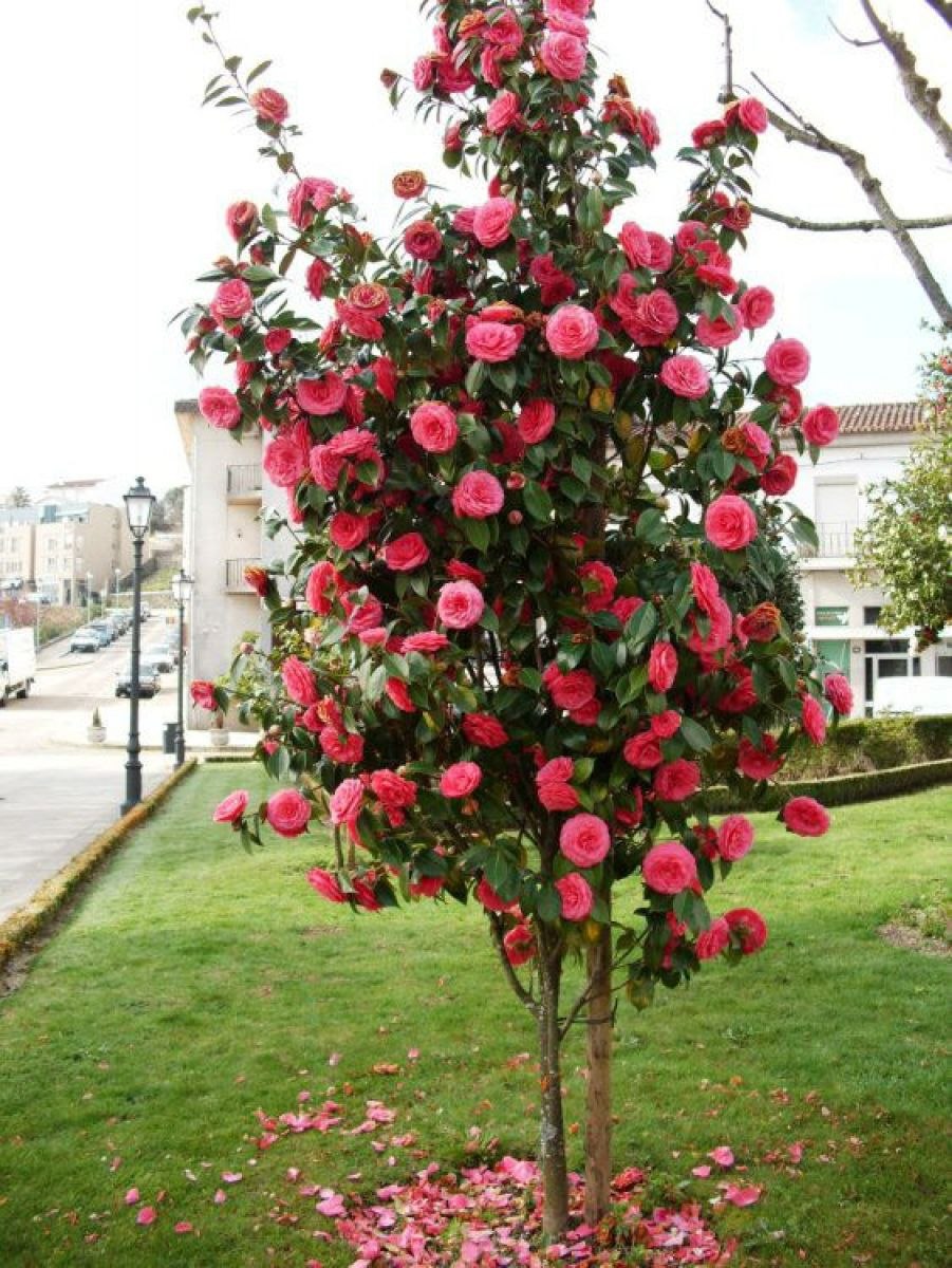 Штамбовая роза Камелия