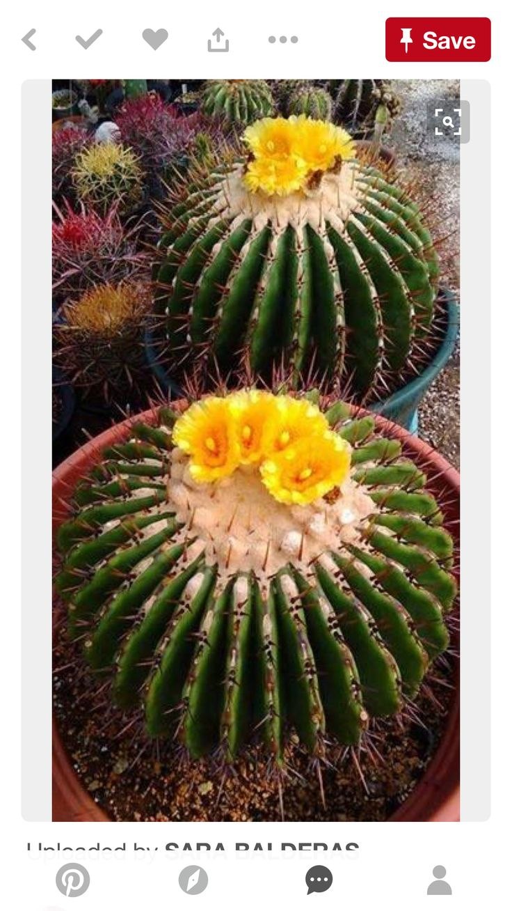 Кактус эхинопсис радуга (74 фото)