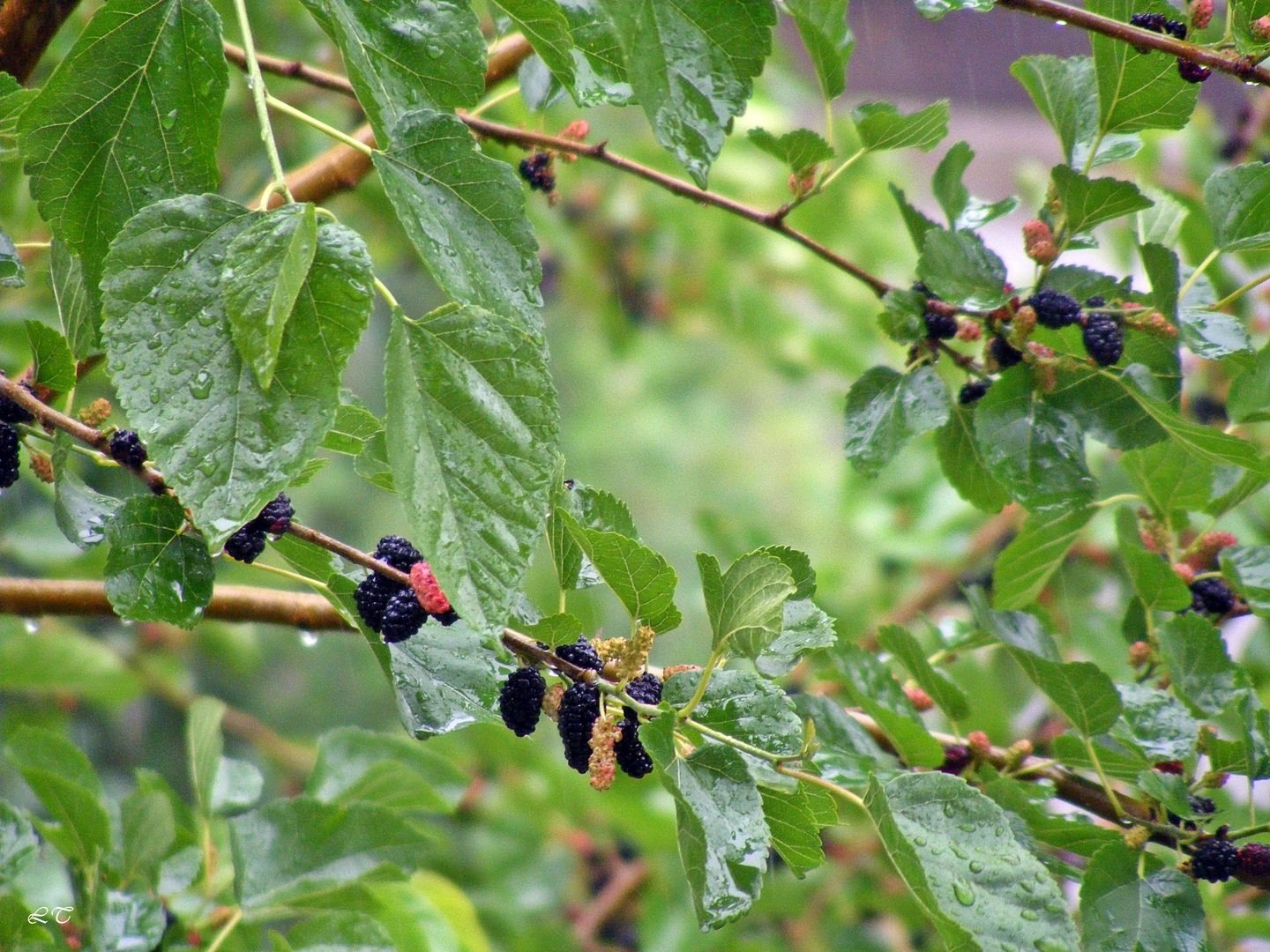 Шелковица фото дерева с ягодами. Шелковица. Шелковица Гиреев. Шелковица цветет. Morus nigra.
