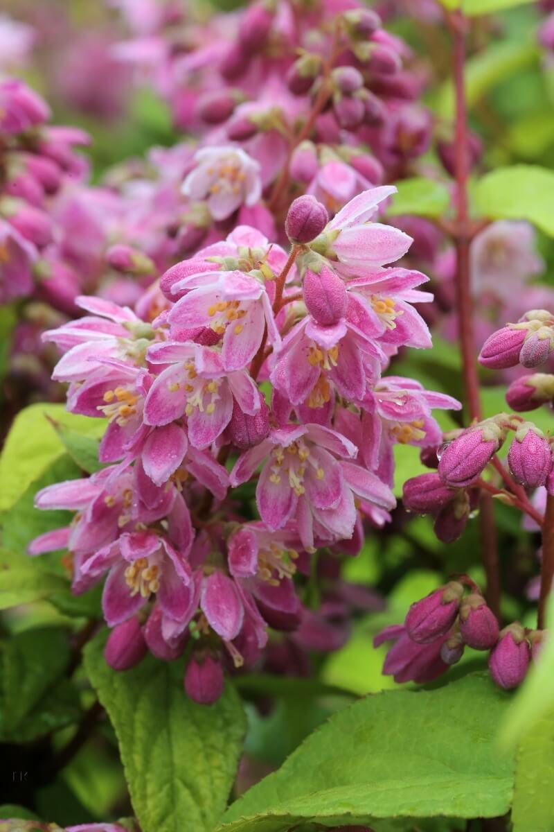 Дейция гибридная строуберри филдс (65 фото)