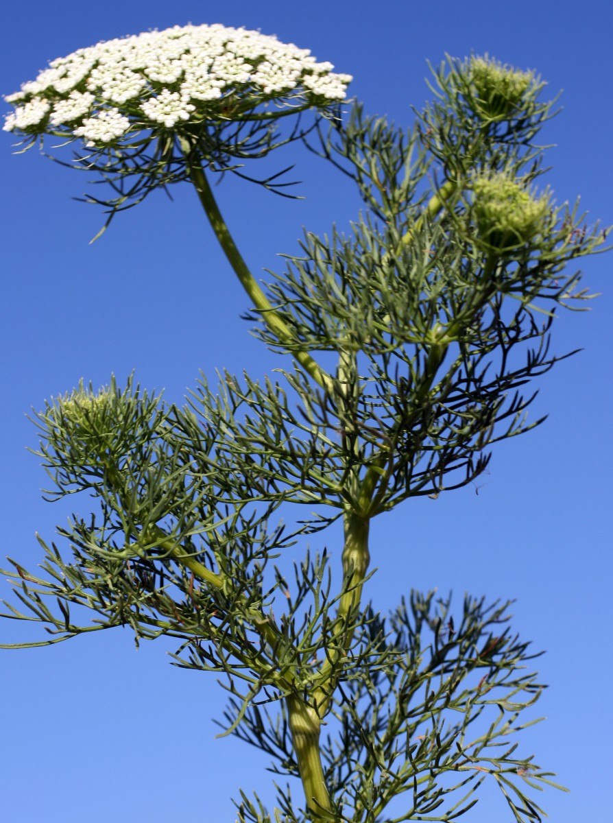 Амми виснага Дикая морковь