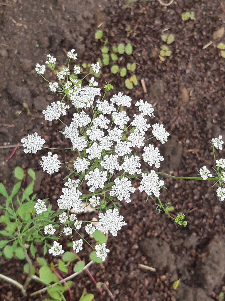 Амми зубная медонос