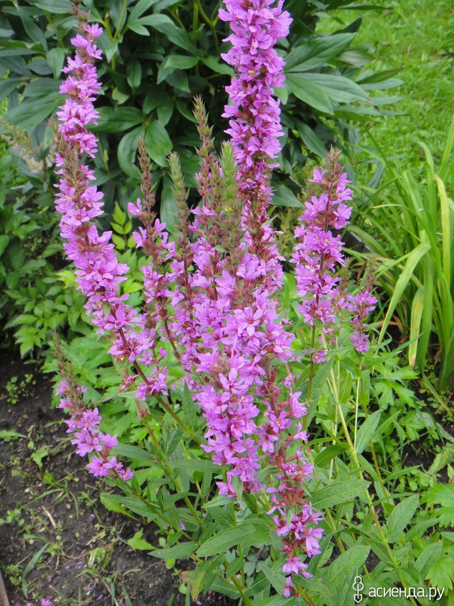 Дербенник иволистный