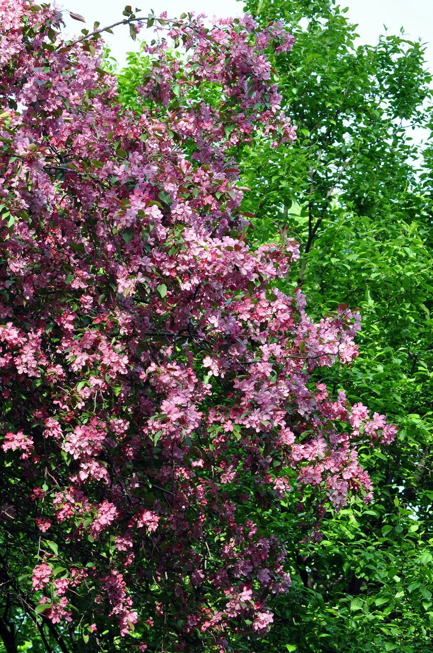 Яблоня краснолистная Хелена