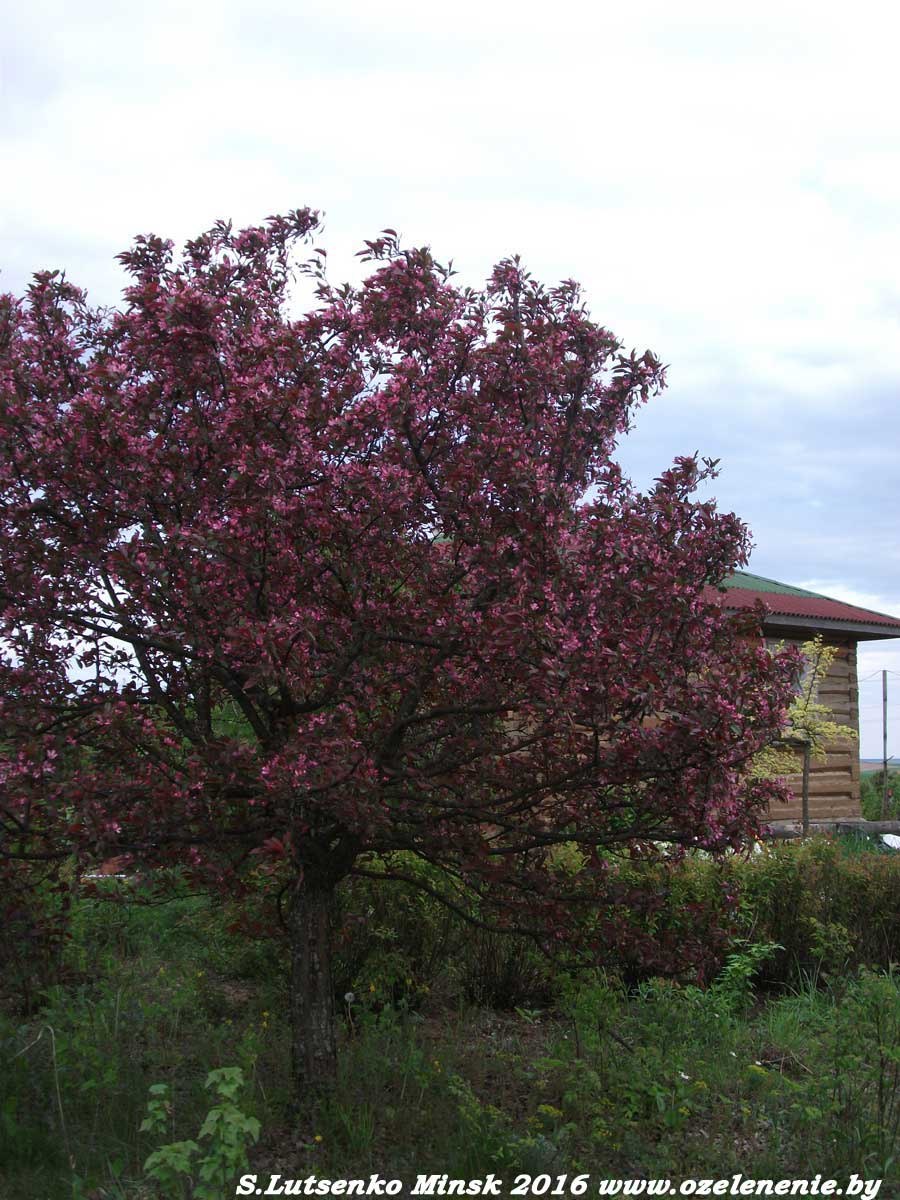 Яблоня Хелена Недзвецкого