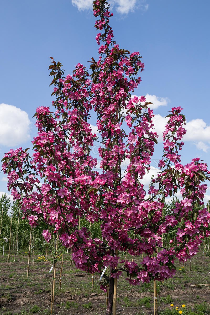 Яблоня декоративная Прериефайер