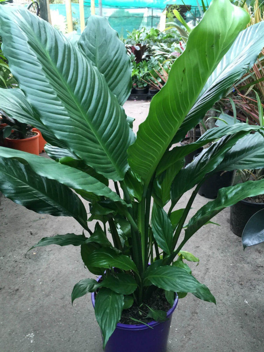 Спатифиллум Мауна Лоа