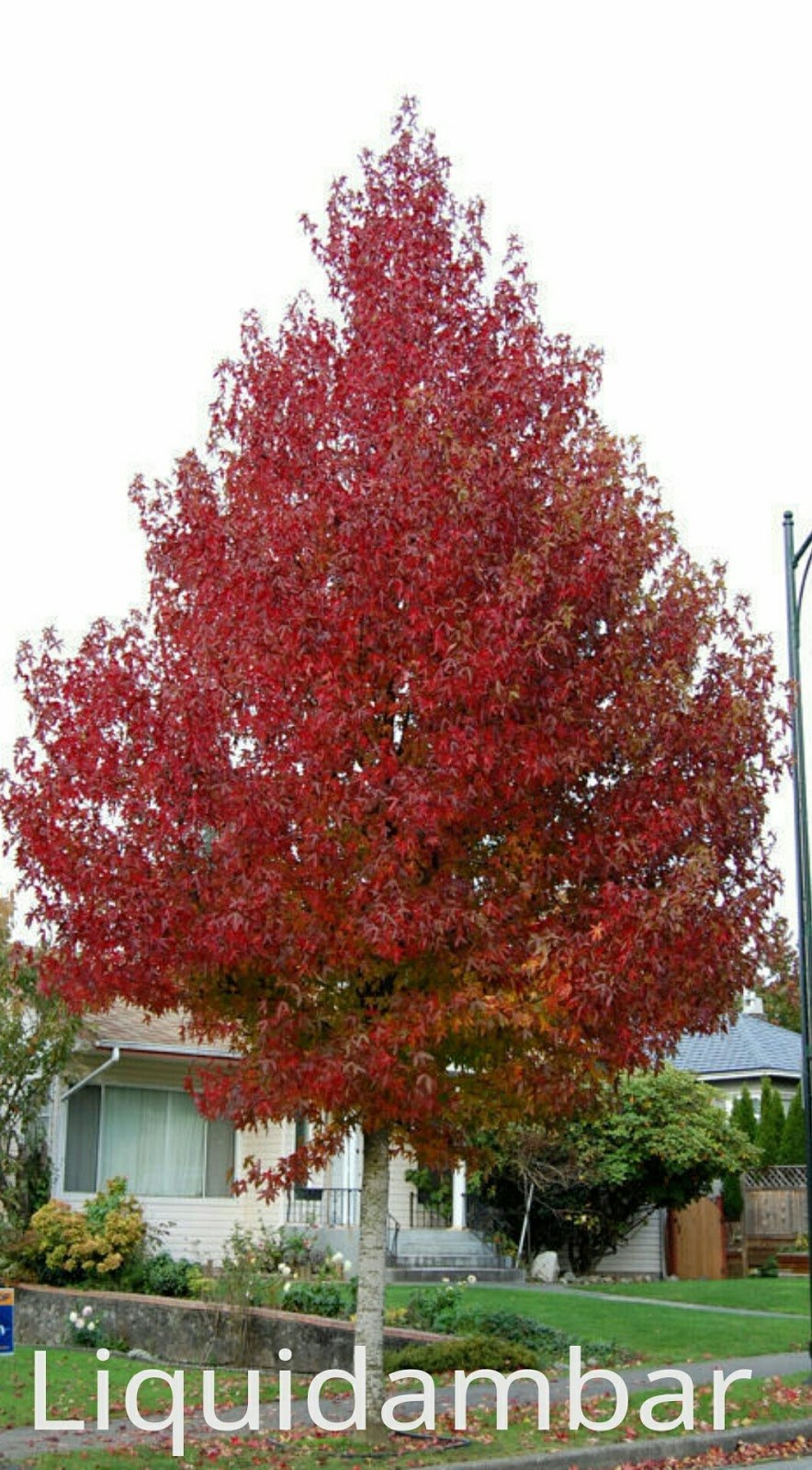 Ликвидамбар Эллен