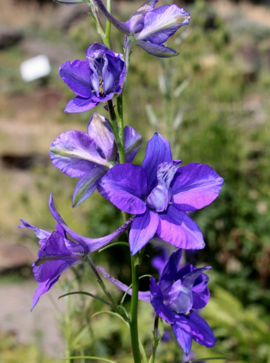 Живокость Сокирки