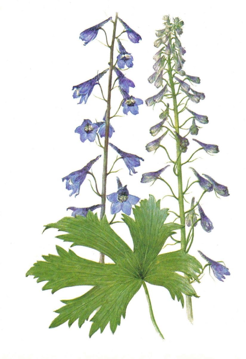 Живокость сетчатоплодная