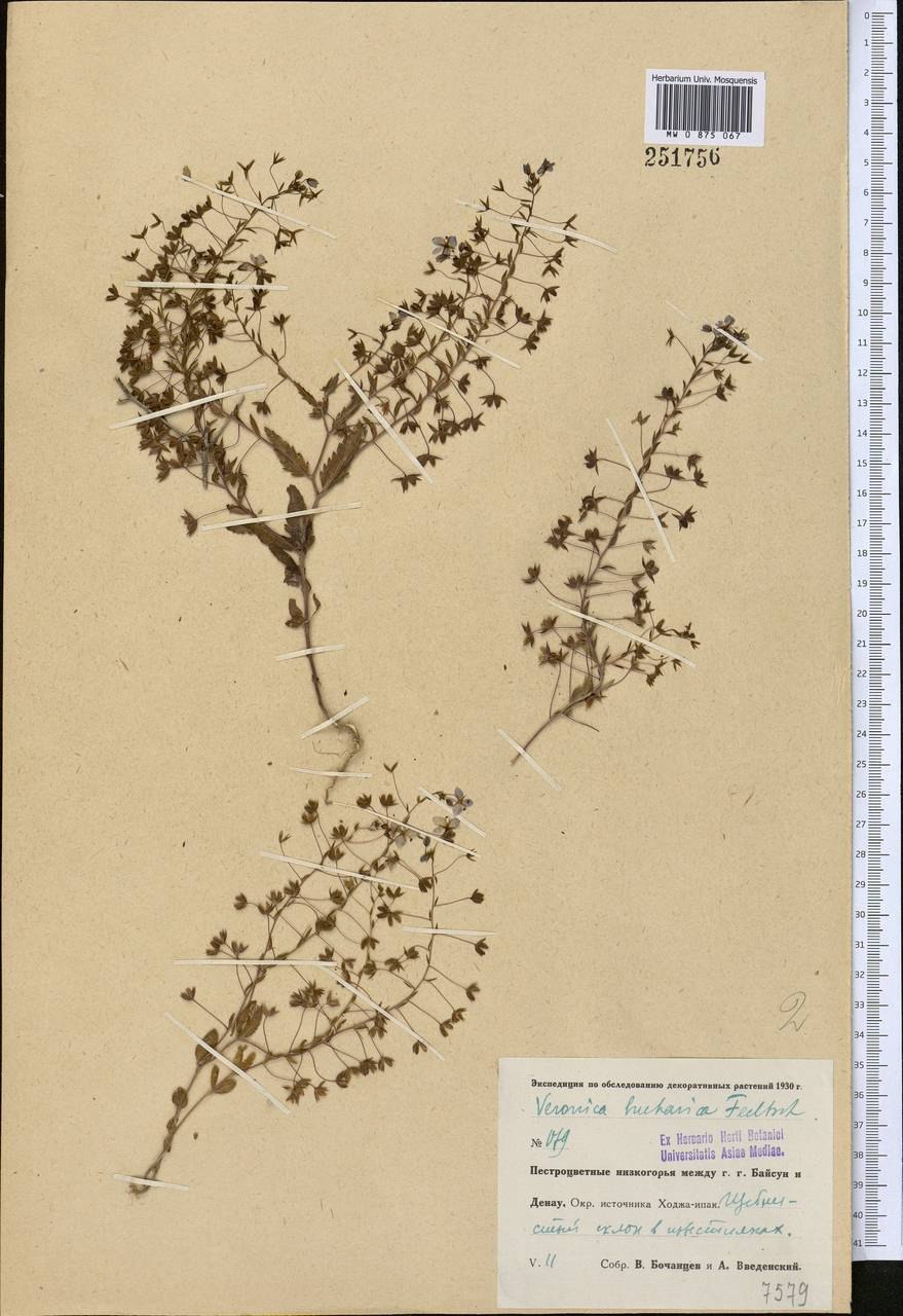 Вероника Бухарская