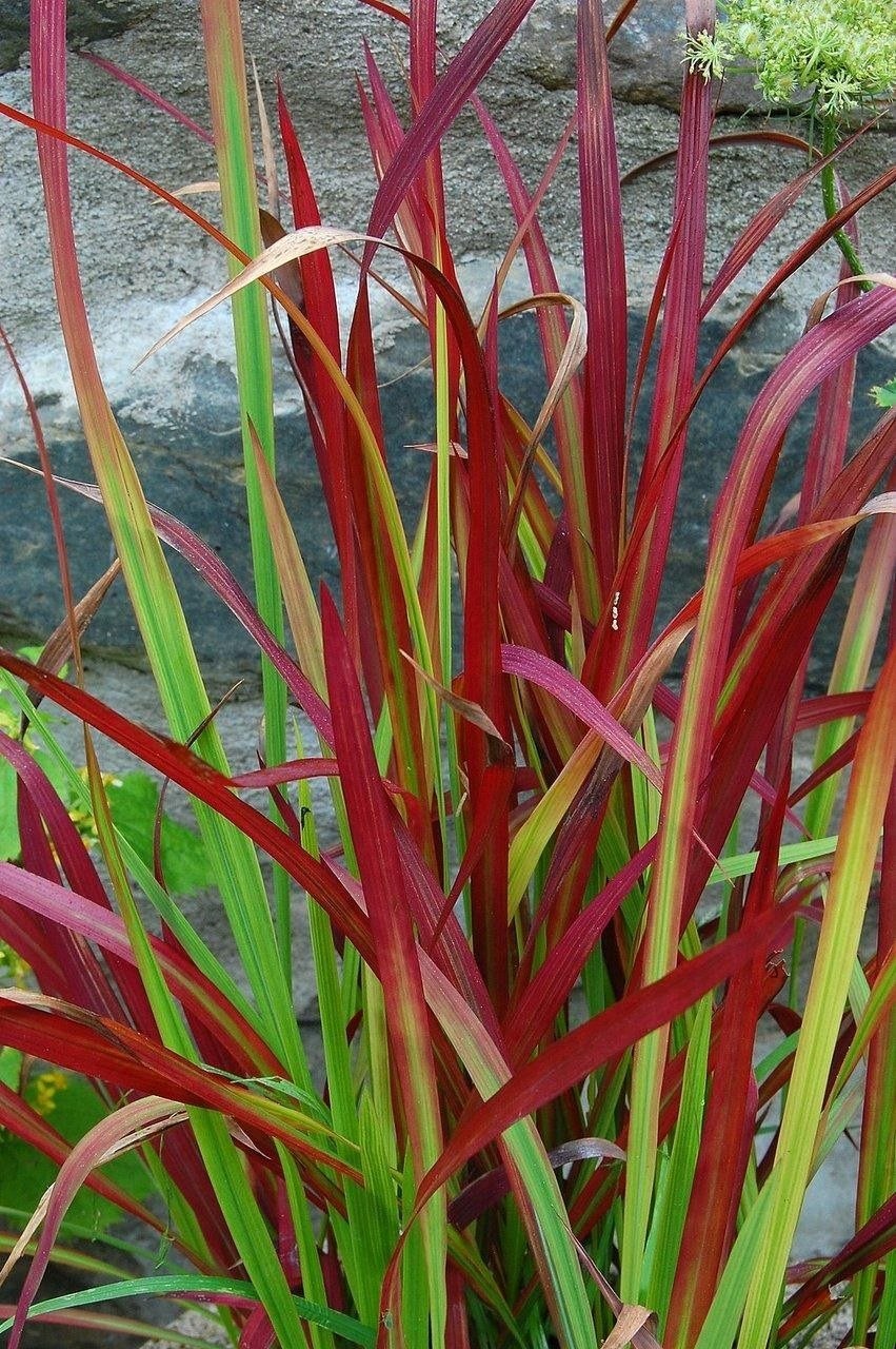 Императа 'Red Baron'