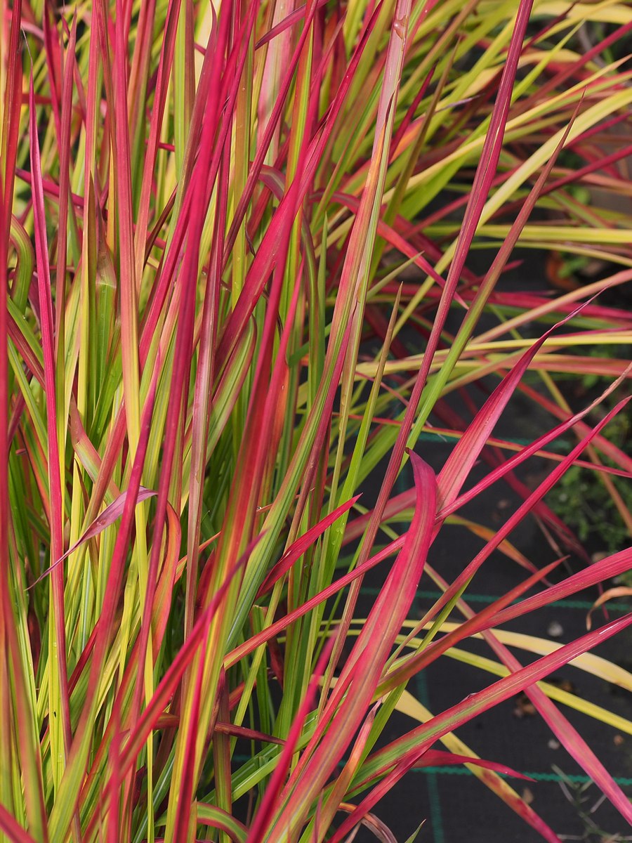 Мискантус Императа