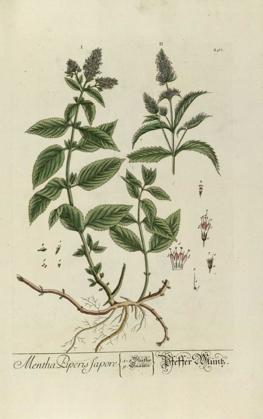Мята перечная ботаника