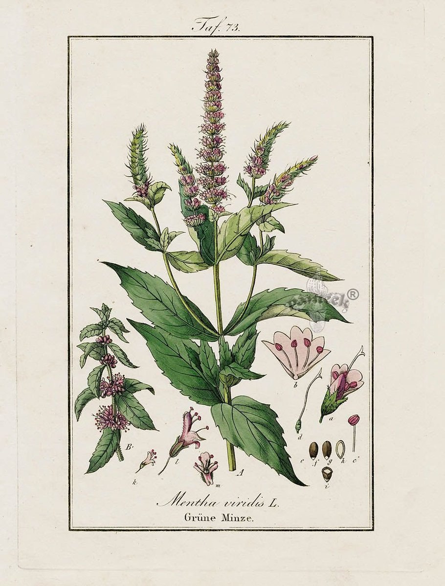 Мята перечная Ботаническая иллюстрация