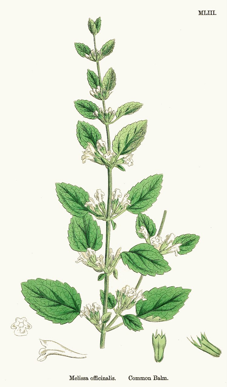 Мята перечная лимонная