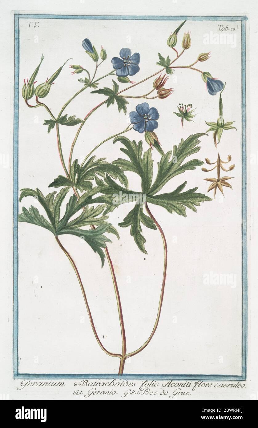 Граверка герань