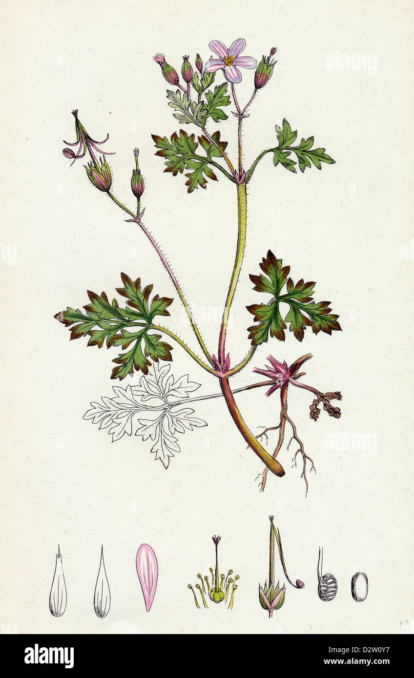 Герань Алтайская