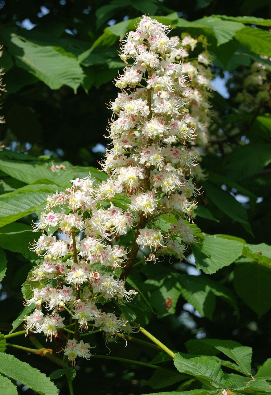 Каштан (Aesculus hippocastanum)