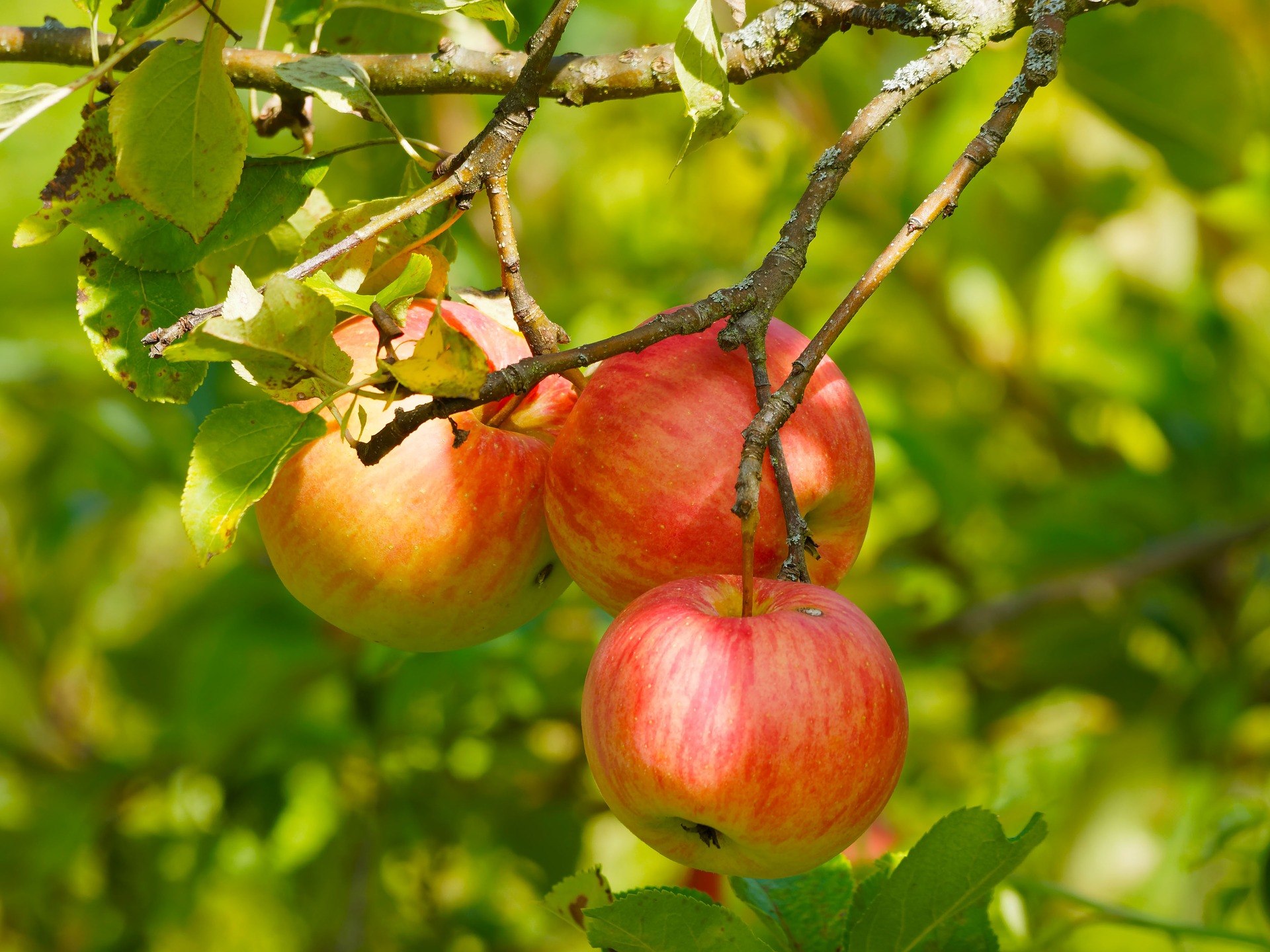 Яблоко плодовый. Фруктовые деревья (яблоня, груша, абрикос, мандарин).. Яблоня дерево. Плод яблони. Яблоки на дереве.