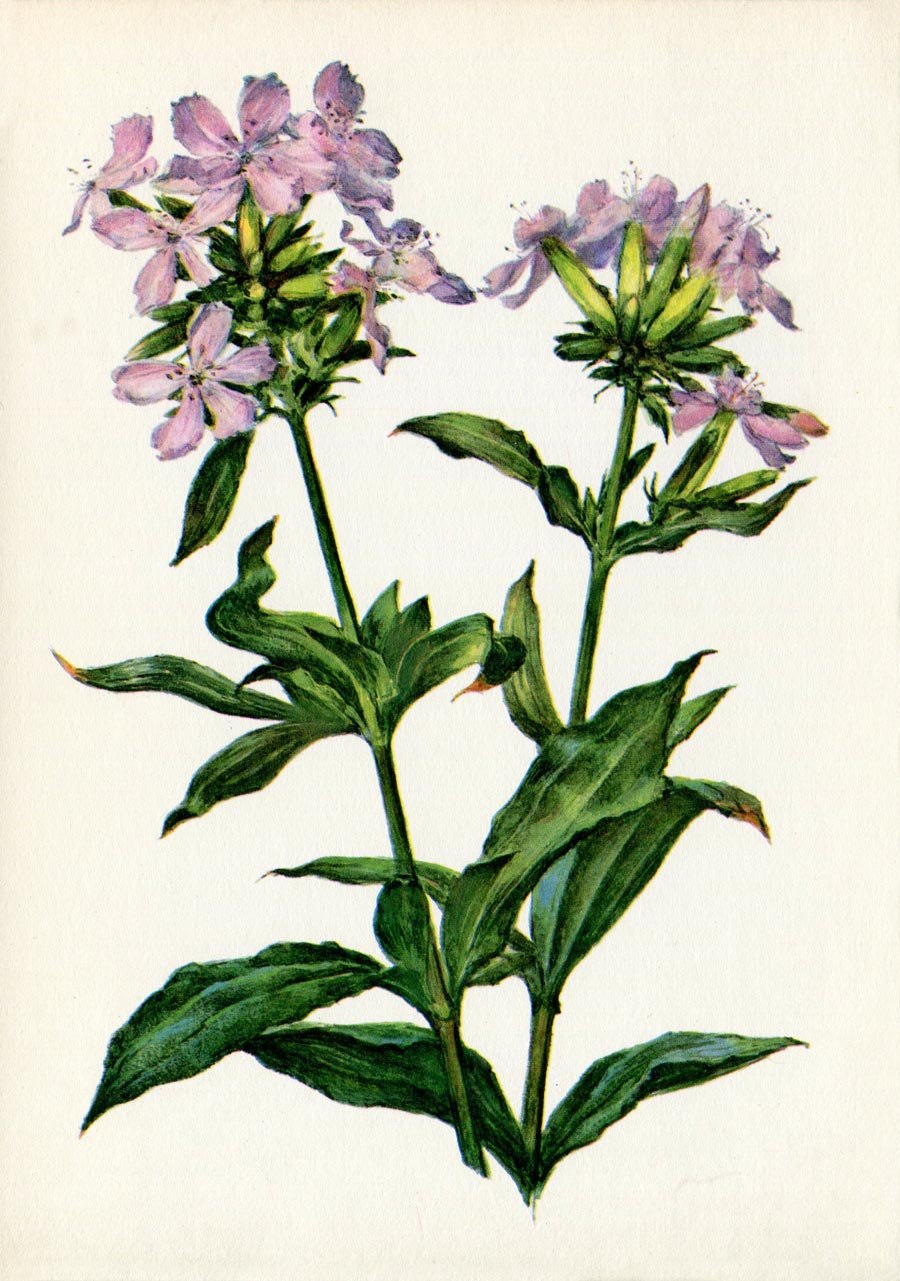 Мыльнянка обыкновенная