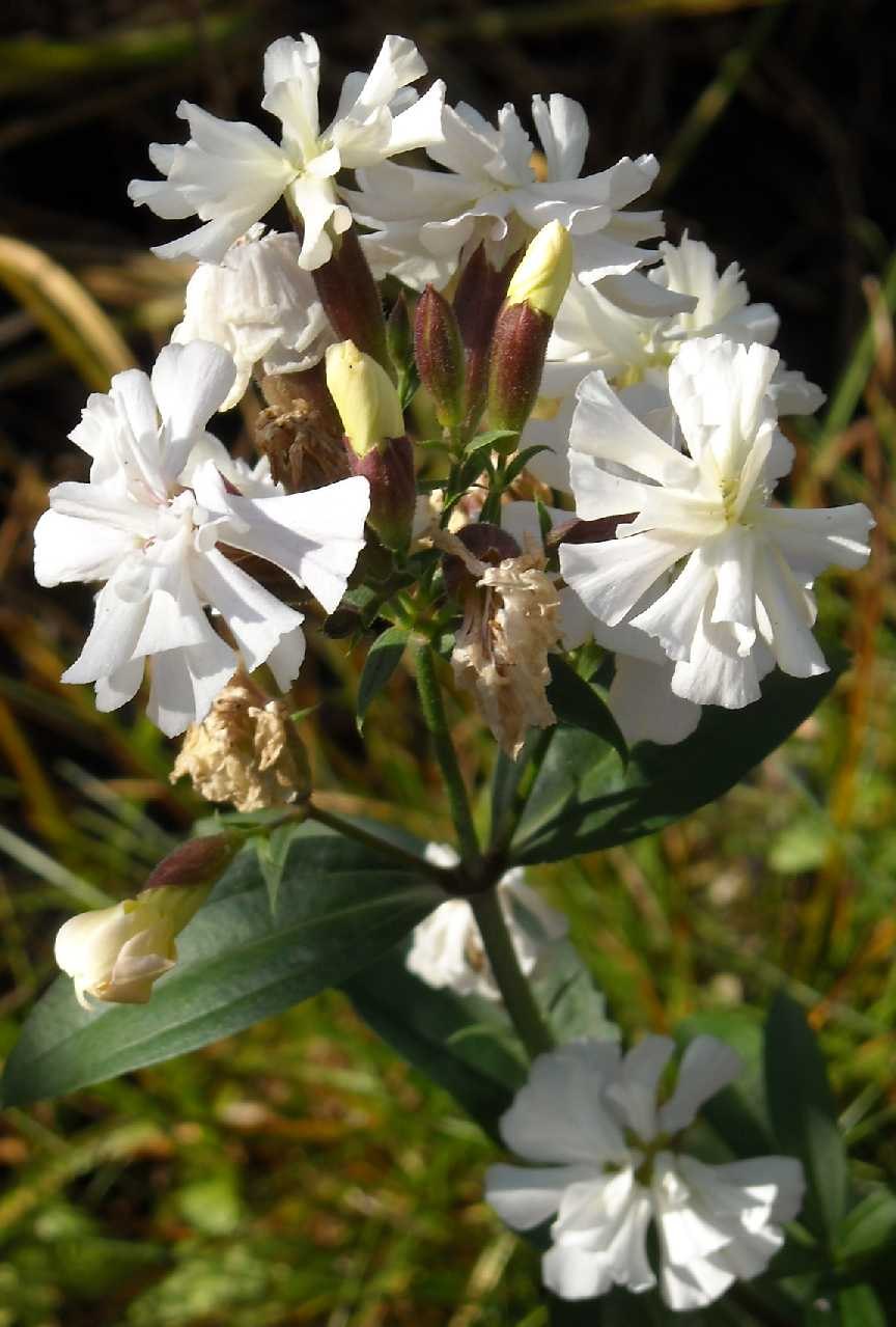 Цветок мыльнянка