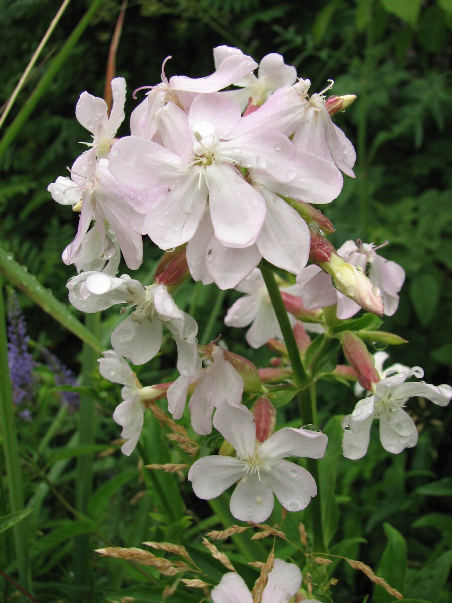 Мыльнянка лекарственная rosea Plena