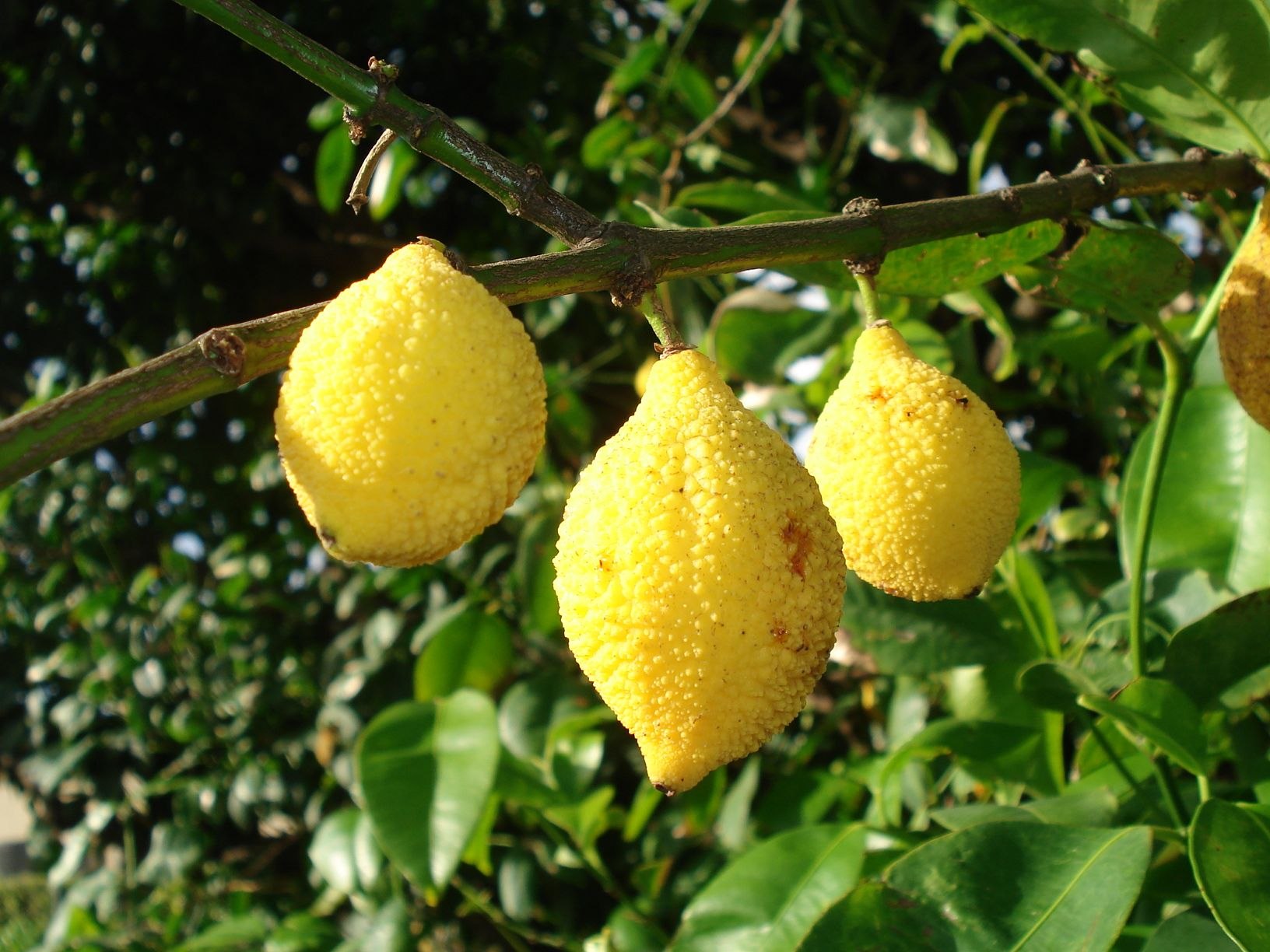 Плод похожий на грушу. Garcinia madruno. Лимон Фрутто Пикколо. Египетская груша. Желтый экзотический фрукт.