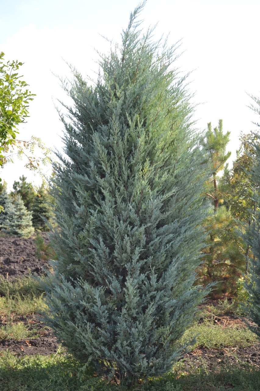 Можжевельник скальный Мунглоу