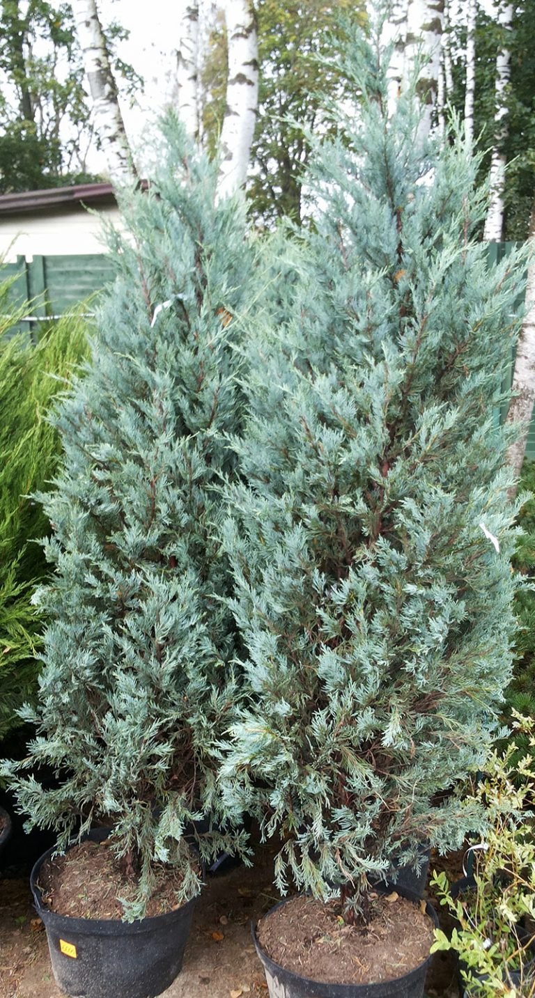 Можжевельник Мунглоу