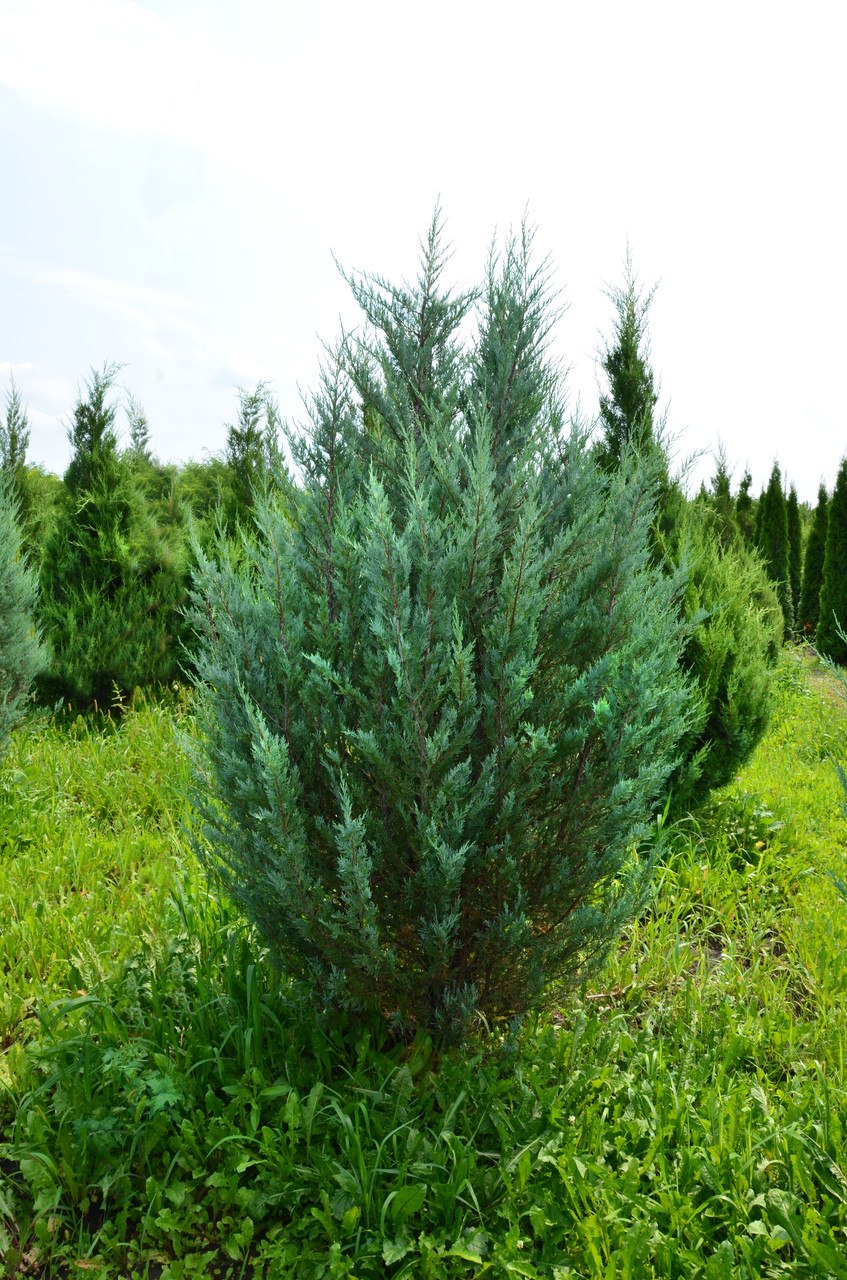 Мунглоу можжевельник саженец