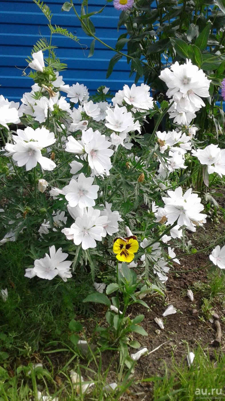 Мальва мускусная Альба