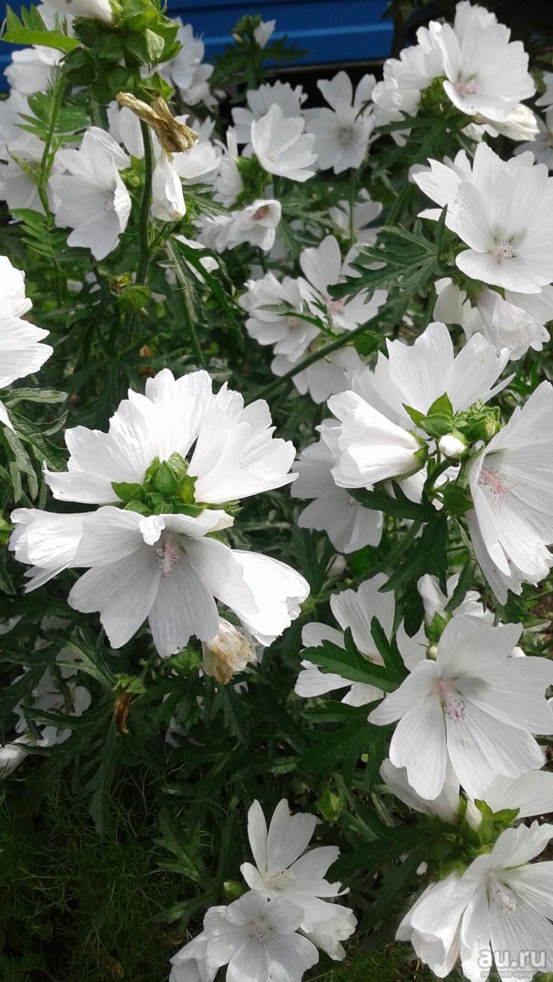 Мальва мускусная ( просвирник)